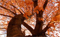 无限轰炸手机软件短信下载