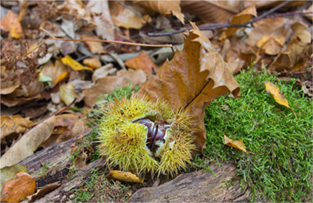 激活码发卡的云拨电话app